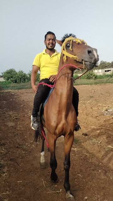 Équitation